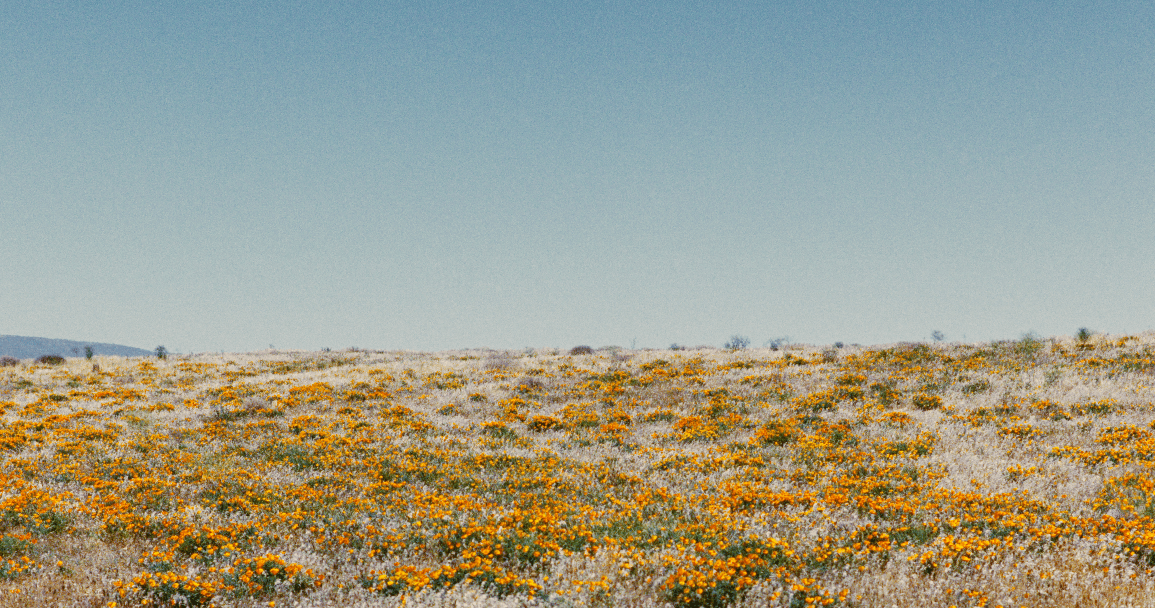 A vast field of blooming wildflowers with vibrant orange and yellow hues stretches under a clear blue sky, conveying a sense of calm and openness.